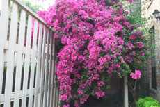 Bouganvilla